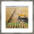 Ohio Corn Harvest Framed Print