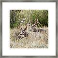 Pairs #1 Framed Print