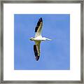 Pelican In Flight #1 Framed Print