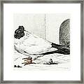 Pigeon And A Nest With An Egg  #1 Framed Print