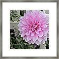 Pink Dahlia #2 Framed Print