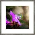 Purple Rhododendron Print #1 Framed Print