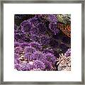 Purple Sea Urchins #1 Framed Print