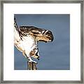 Ready To Fly #1 Framed Print