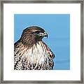 Red Tailed Hawk 6 #1 Framed Print