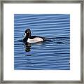 Ring-necked Duck Profile #1 Framed Print