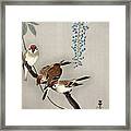 Ring Sparrows At Wisteria #1 Framed Print