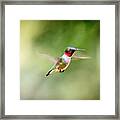 Ruby Throated Hummingbird. #1 Framed Print