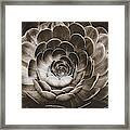 Santa Barbara Succulent#18 Framed Print