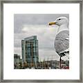 Seagull #1 Framed Print