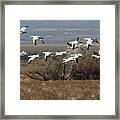 Snow Geese #1 Framed Print
