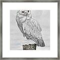Snowy Owl Framed Print