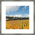 Sonoma Valley Winery Vines #1 Framed Print