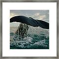 Sperm Whale Tail #1 Framed Print