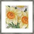 Spring Daffodils #1 Framed Print