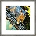 Squirrel In A Tree Framed Print