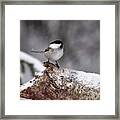 Standing In The Snow. Willow Tit #1 Framed Print