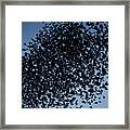 Starlings #1 Framed Print