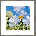 Sunflower Field Panorama #1 Framed Print