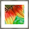 Sunflower  #1 Framed Print