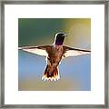 Super Hummingbird #1 Framed Print