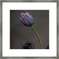 Two Purple Tulips About To Open Framed Print