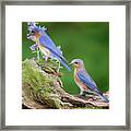 The Perfect Pair #1 Framed Print