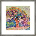 The Pine Tree At Saint Tropez By Paul Signac Framed Print