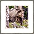 Top Of The Food Chain #1 Framed Print