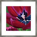 Tulips #1 Framed Print