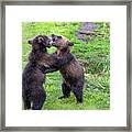 Two Brown Bear Cubs Playing Framed Print