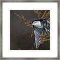 White-breasted Nuthatch #1 Framed Print