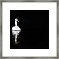 White Swan Reflected In Calm Water #1 Framed Print
