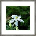 Wild Columbine #1 Framed Print