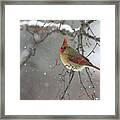 Winter Cardinal #1 Framed Print