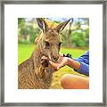 Woman With Kangaroo #1 Framed Print