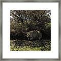 Wombat On Maria Island #1 Framed Print