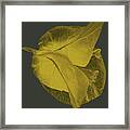 Yellow Bougainvillea #10 Framed Print