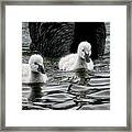 Young 'uns, Black Swan Cygnets #2 Framed Print