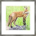 Fox Kit  #10 Framed Print