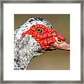 Muscovy Duck Domestic Type Cairina Moschata Costa Ballena Cadiz #12 Framed Print