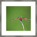 Red Saddlebag Dragonfly #10 Framed Print