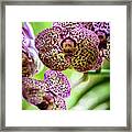 Spotted Orchid Flowers #10 Framed Print