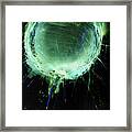 'web Xoven'-inversion-1 Framed Print