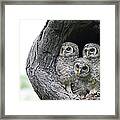 Inquisitive Gang Of Three Framed Print