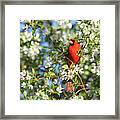 Cardinal #12 Framed Print