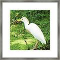 126 Snowy Egret106  Bird City La Framed Print