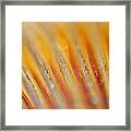 Abstract  #5 Framed Print