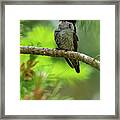Anna's Hummingbird #13 Framed Print