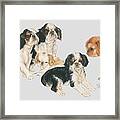 English Toy Spaniel Puppies Framed Print